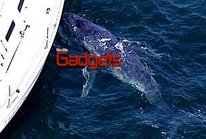 Una ballena beb&eacute; perdida confunde a su madre con un yate