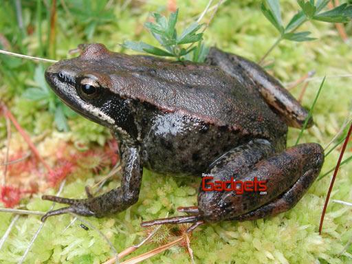 Un arca de No&eacute; para las ranas madrile&ntilde;as