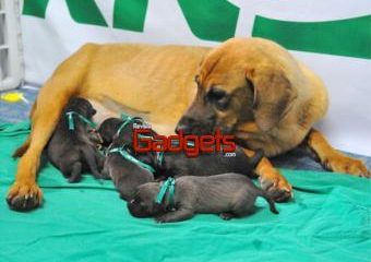 Cinco cachorros de 'pit bull terrier', los primeros clones comerciales