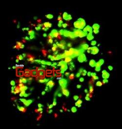 Nuevo Biochip Podría Reemplazar la Experimentación Con Animales