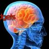 &iquest;Ser&aacute; M&aacute;s Peque&ntilde;o el Cerebro en el Futuro?