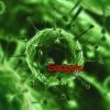 Kaspersky Lab informa sobre Kido/ Net-worm, el gusano que ataca Microsoft Windows