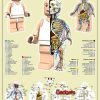Anatom&iacute;a de un minifig de Lego