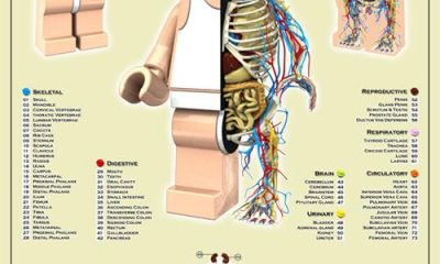 Anatom&iacute;a de un minifig de Lego